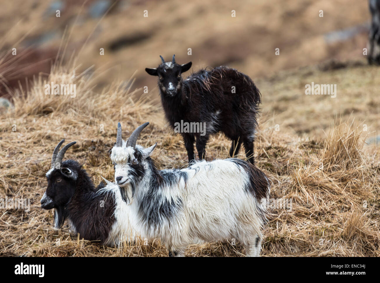 Goats at the Wild Goat Park in Galloway Forest Park in Scotland Stock