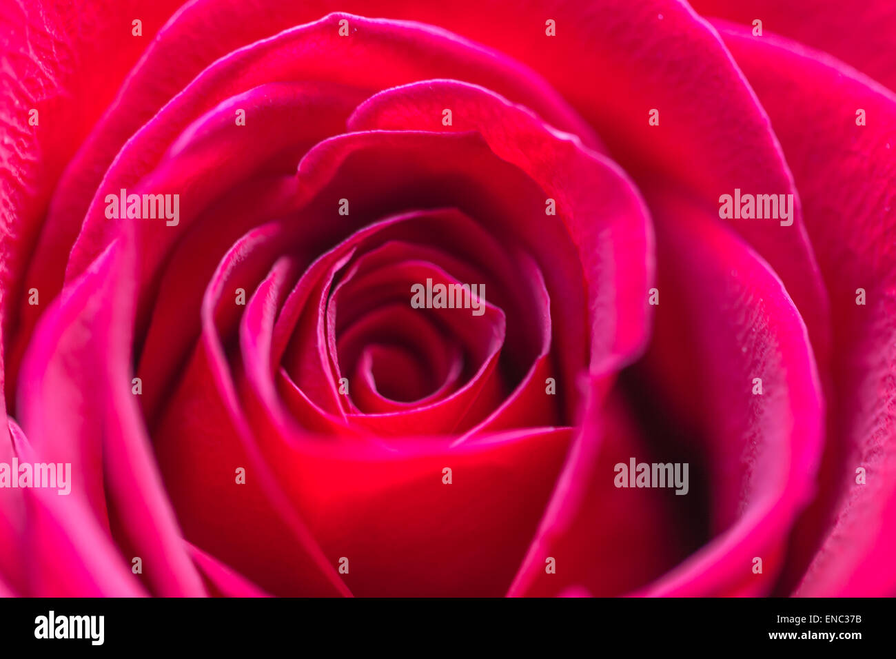 red rose macro close up Stock Photo - Alamy