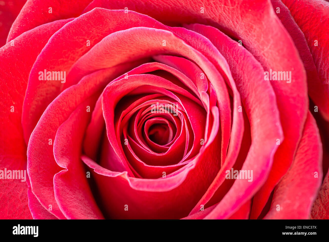 Red rose close up macro Stock Photo - Alamy