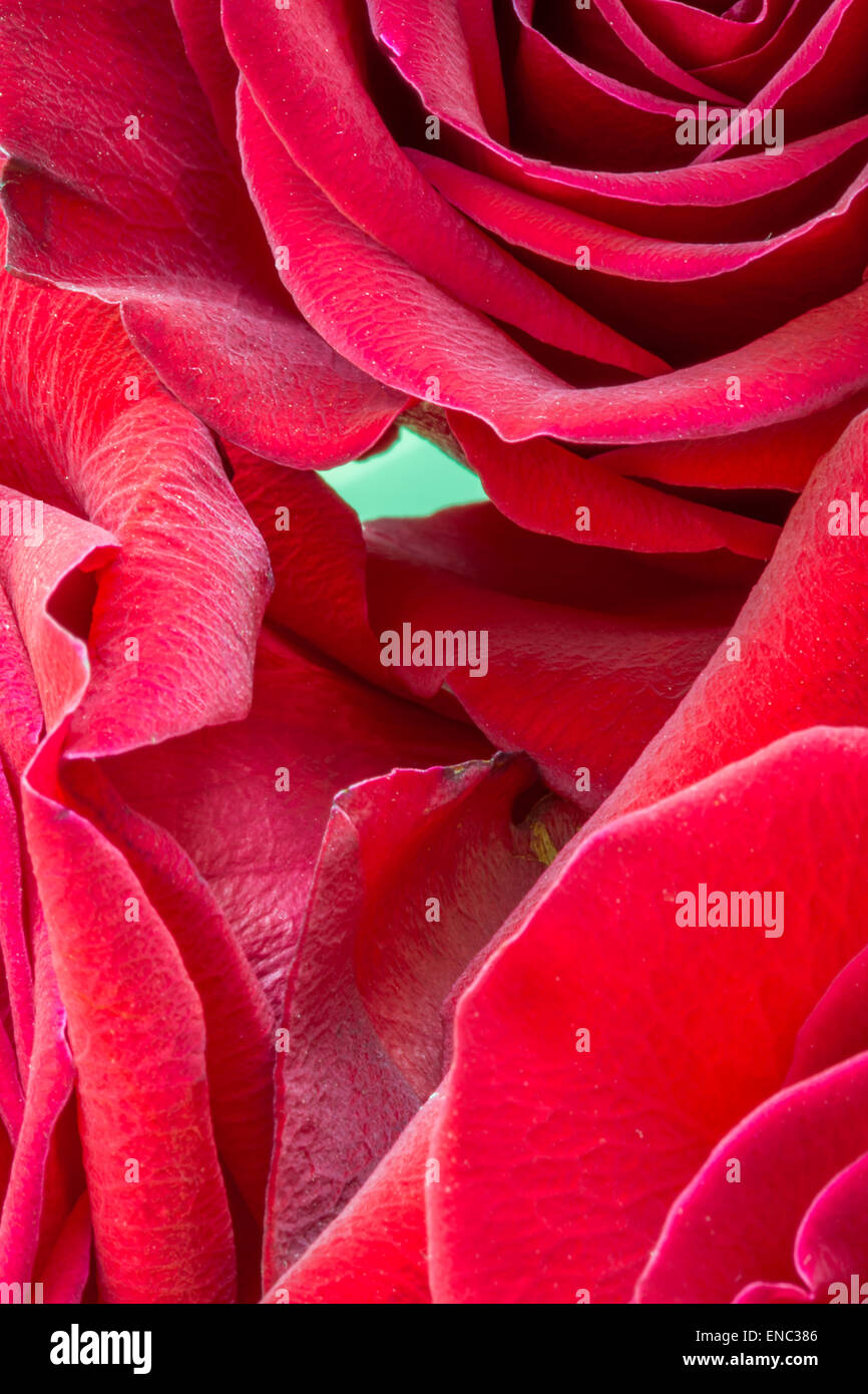 Multiple roses hi-res stock photography and images - Alamy