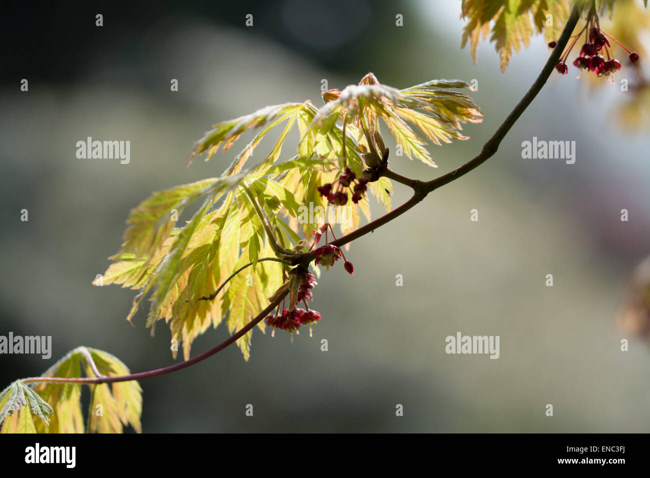 Gardening aceraceae hires stock photography and images Alamy
