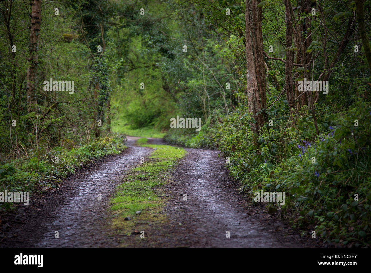 A narrow, single track road in an English woodland in spring. Stock Photo