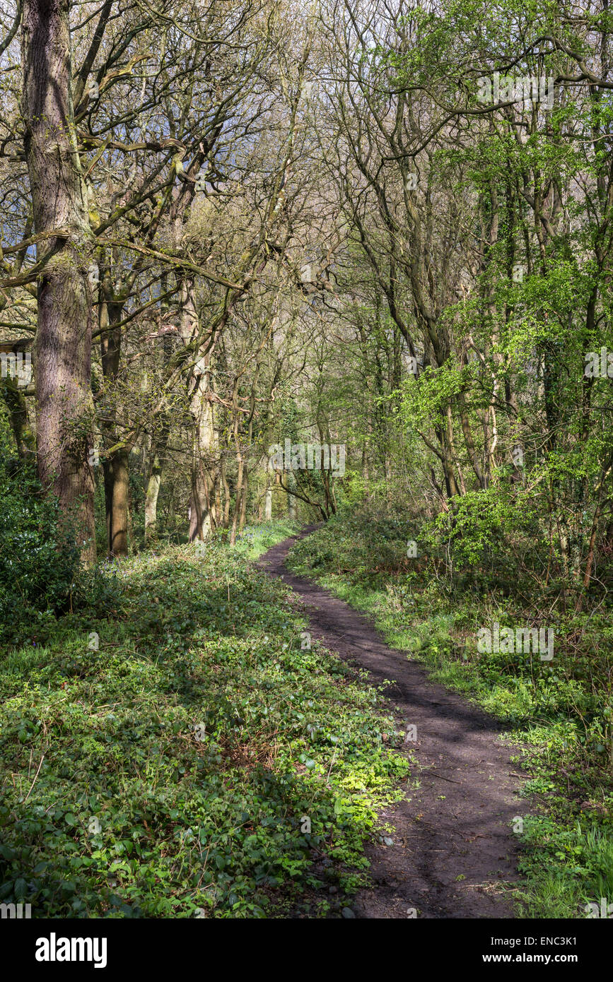 Path through an English woodland in spring with sunlight and shadows on ...