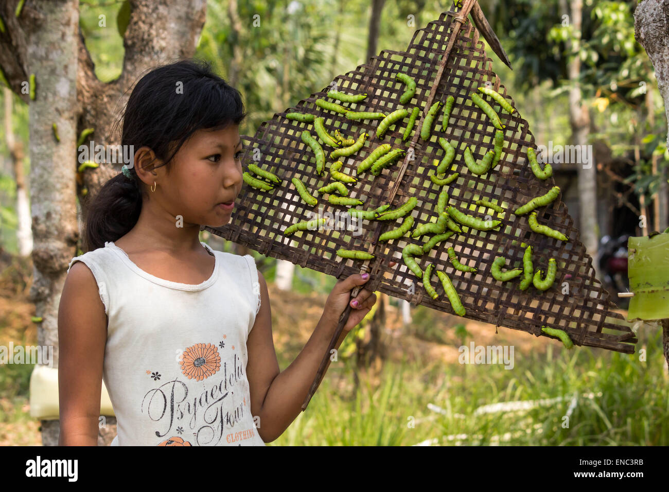 May 2, 2015 - Sivasagar, Assam, India - An Indian girl collects half grown Muga Silkworms to be released on another Som tree (Machilus Bombycina) for its further growth in the Bakata village in Sivasagar district of northeastern Assam state. Muga silk is the product of the silkworm Antheraea assamensis endemic to Assam. The larvae of these moths feed on som (Machilus bombycina) leaves. The silk produced is known for its glossy fine texture and durability. Muga Sulkworm farming is one of the most profitable businesses in the Indian Assam state as the product has a high market value. (Credit Ima Stock Photo