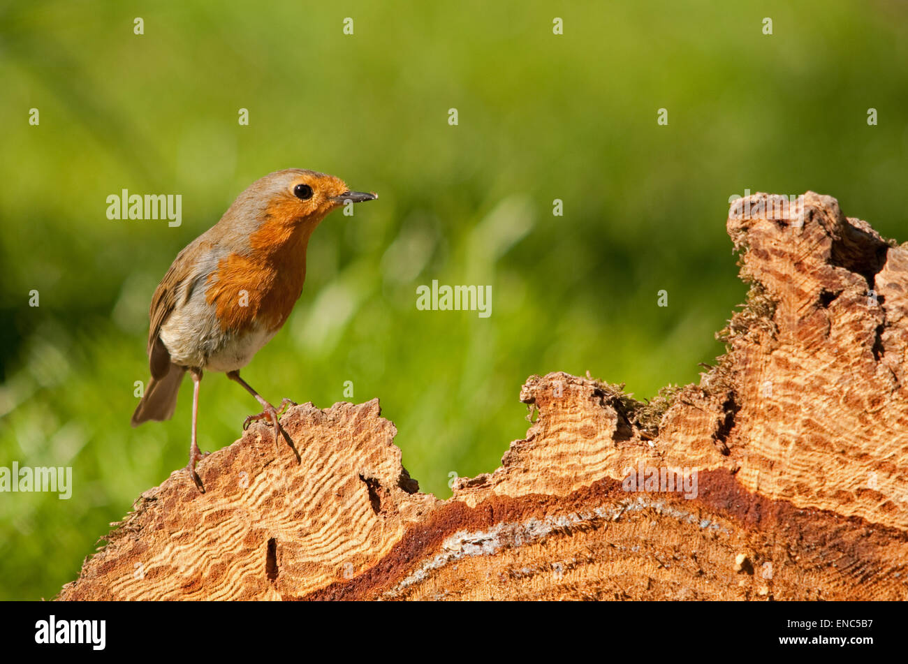 Foraging at tree hi-res stock photography and images - Alamy