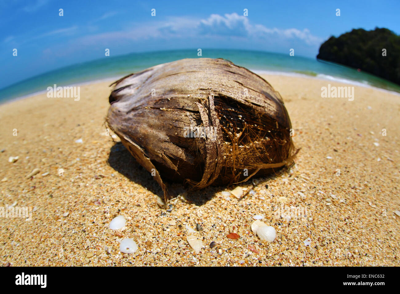Coconut on a tropical sandy beach in the Kilim Geoforest Park, Langkawi