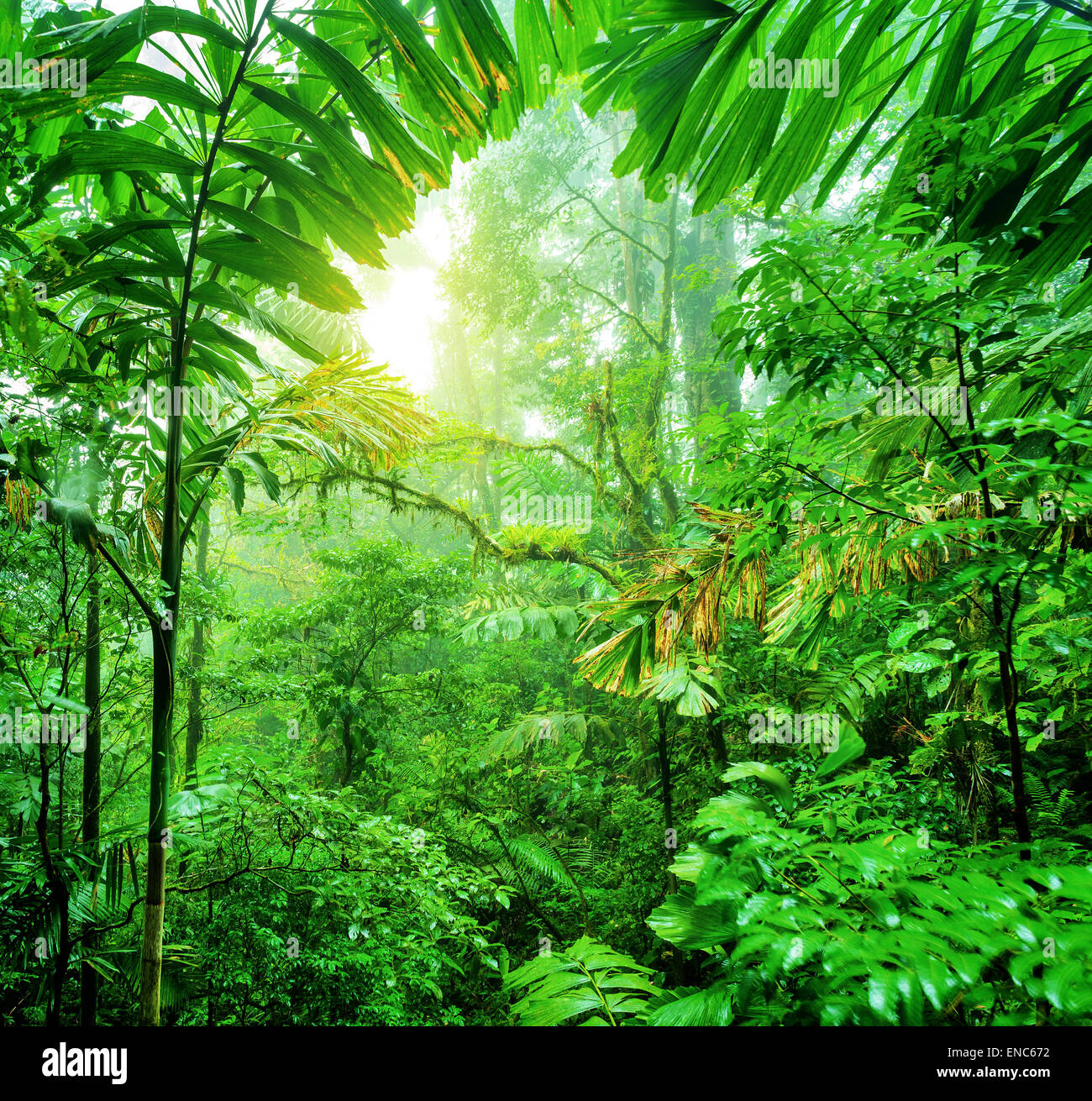Fresh green rainforest, summer time, National park of Costa Rica, wonderful  wild nature of Central America Stock Photo - Alamy