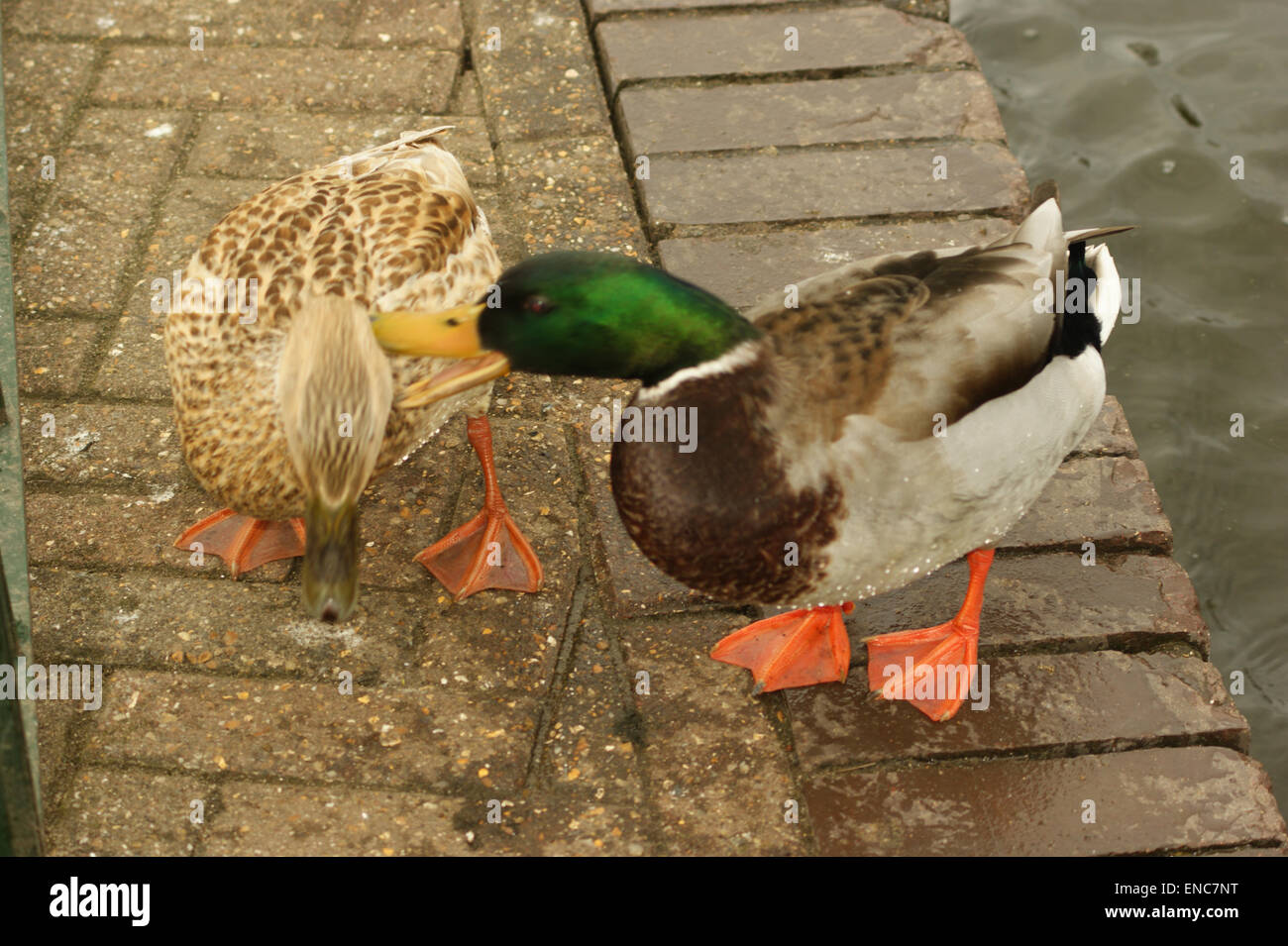 A couple in a relationship. Male and female mallard ducks. The male suddenly lashes out at the female for no good reason. London Stock Photo