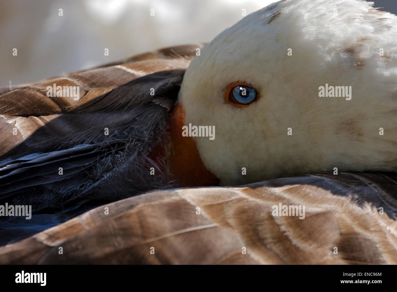 a brown and grey duck whit blue eye in buenos aires argentina Stock