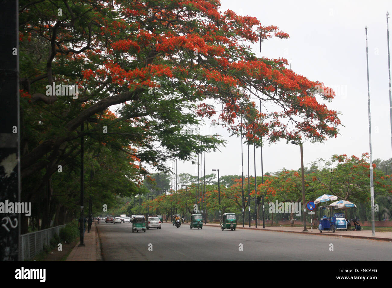Dhaka, Bangladesh. 2nd May, 2015. Beautiful 'flame tree', also known as
