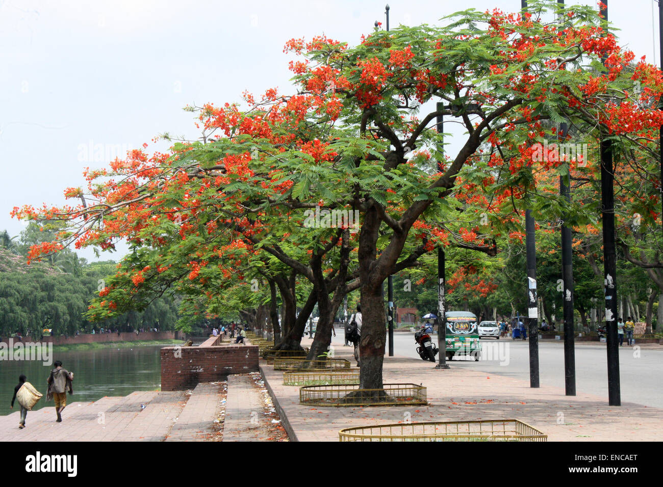 Dhaka, Bangladesh. 2nd May, 2015. Beautiful 'flame tree', also known as