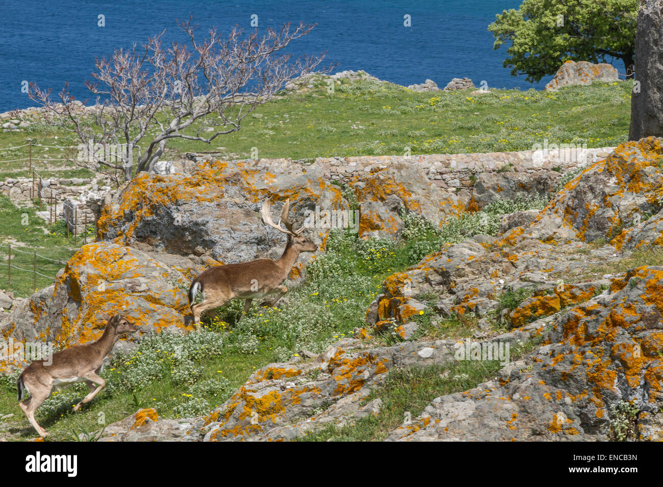 Deers living within the castle of Myrina, in the island of Lemnos, Aegean Sea, Greece. Stock Photo