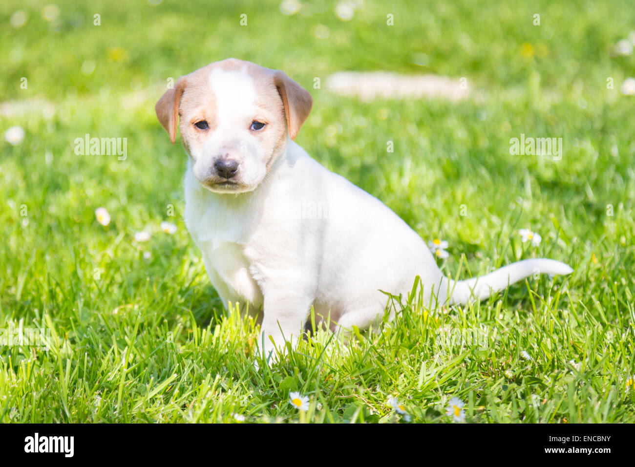 Mixed-breed cute little puppy on grass Stock Photo - Alamy