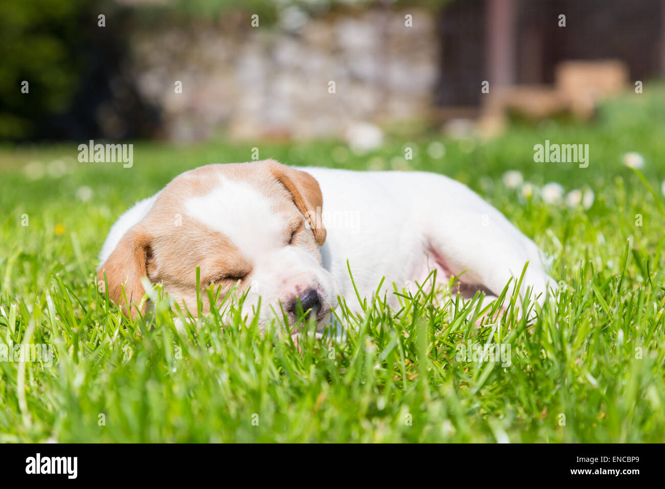 Mixed-breed cute little puppy on grass Stock Photo - Alamy