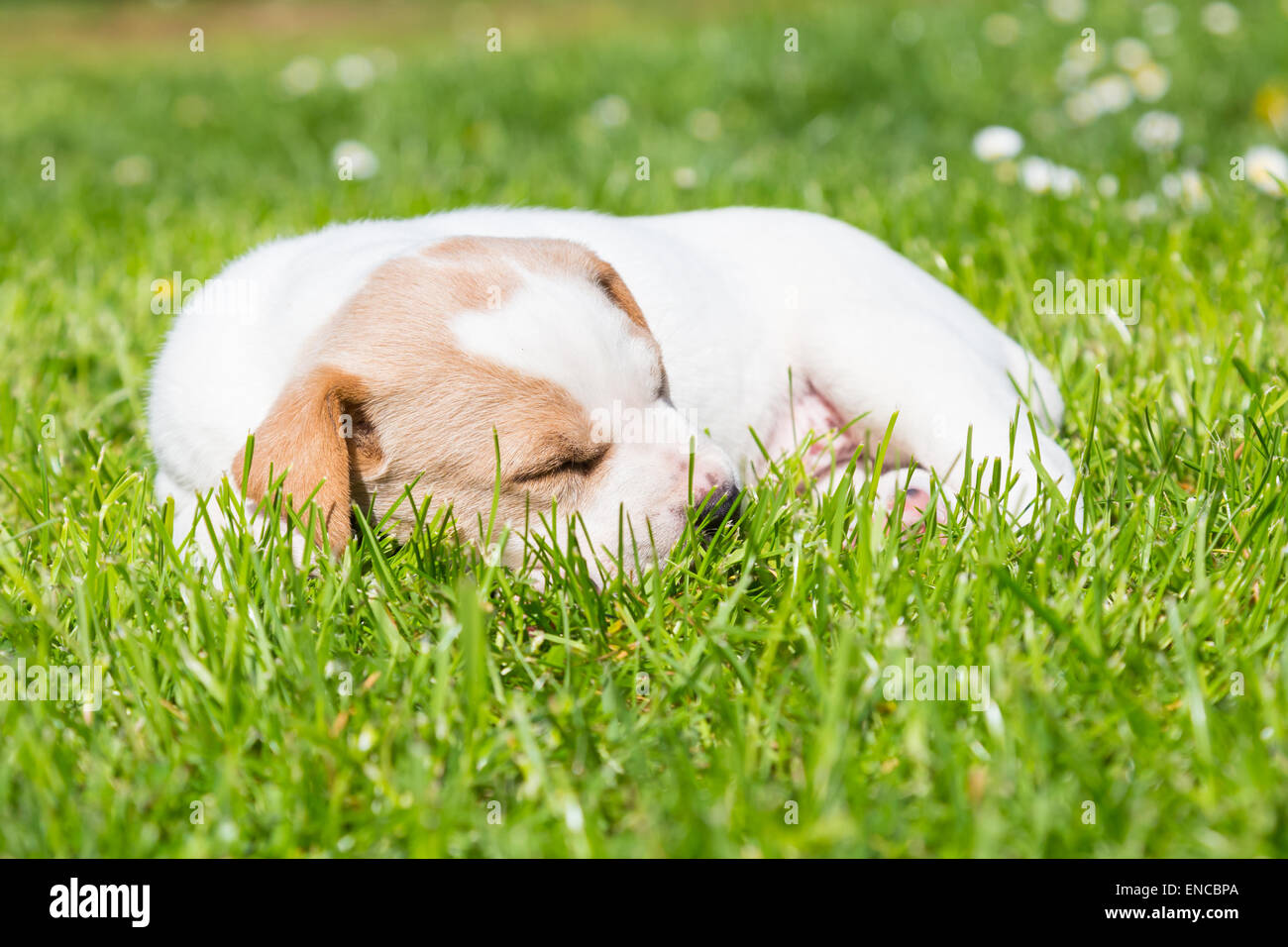 Mixed-breed cute little puppy on grass Stock Photo - Alamy