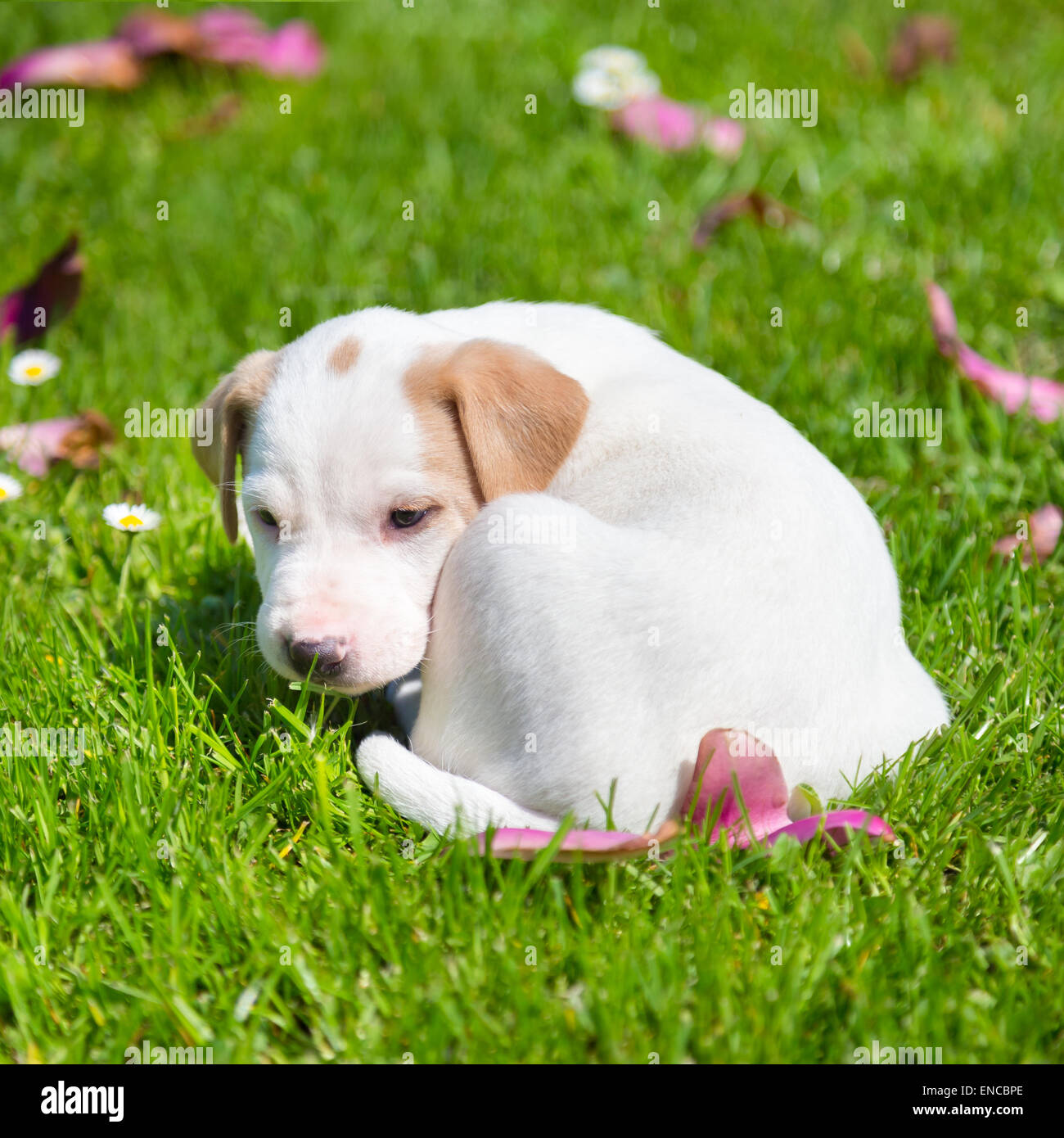 Mixed-breed cute little puppy on grass Stock Photo - Alamy