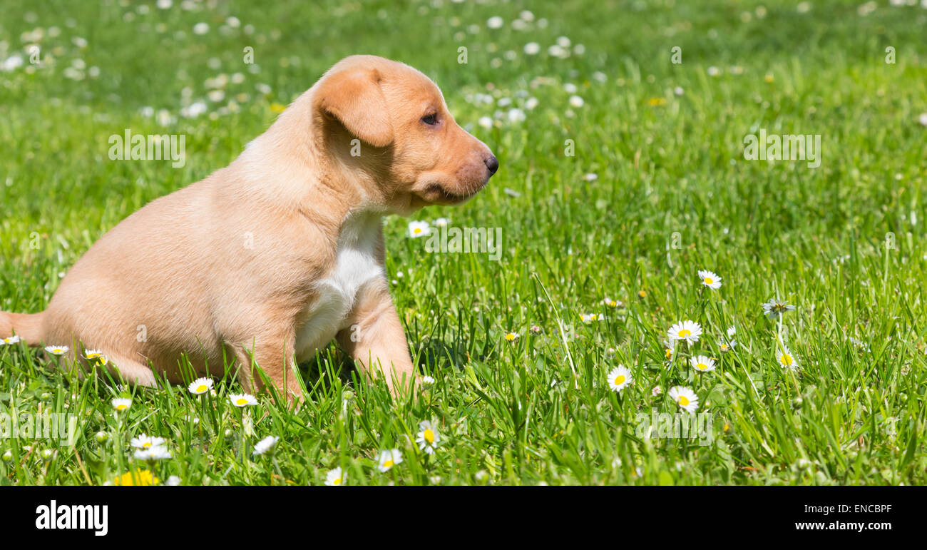 Mixed-breed cute little puppy on grass Stock Photo - Alamy