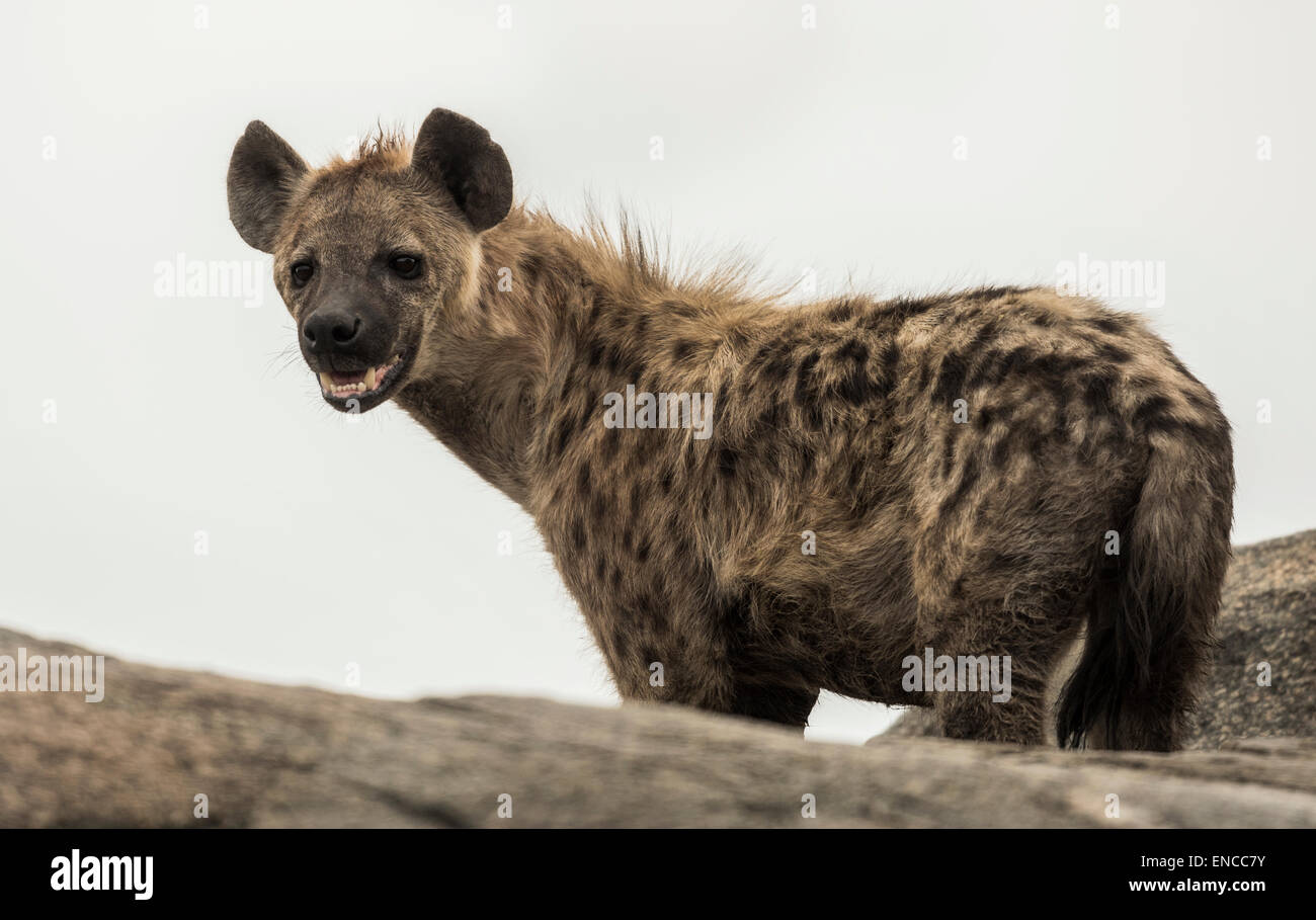 Hyena standing on rock, Serengeti, Tanzania, Africa Stock Photo