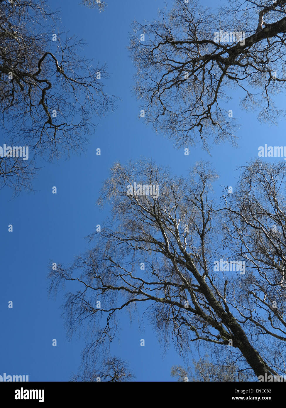 Birch tree branches against blue sky - Burn O' Vat - Aberdeenshire - Scotland - UK Stock Photo
