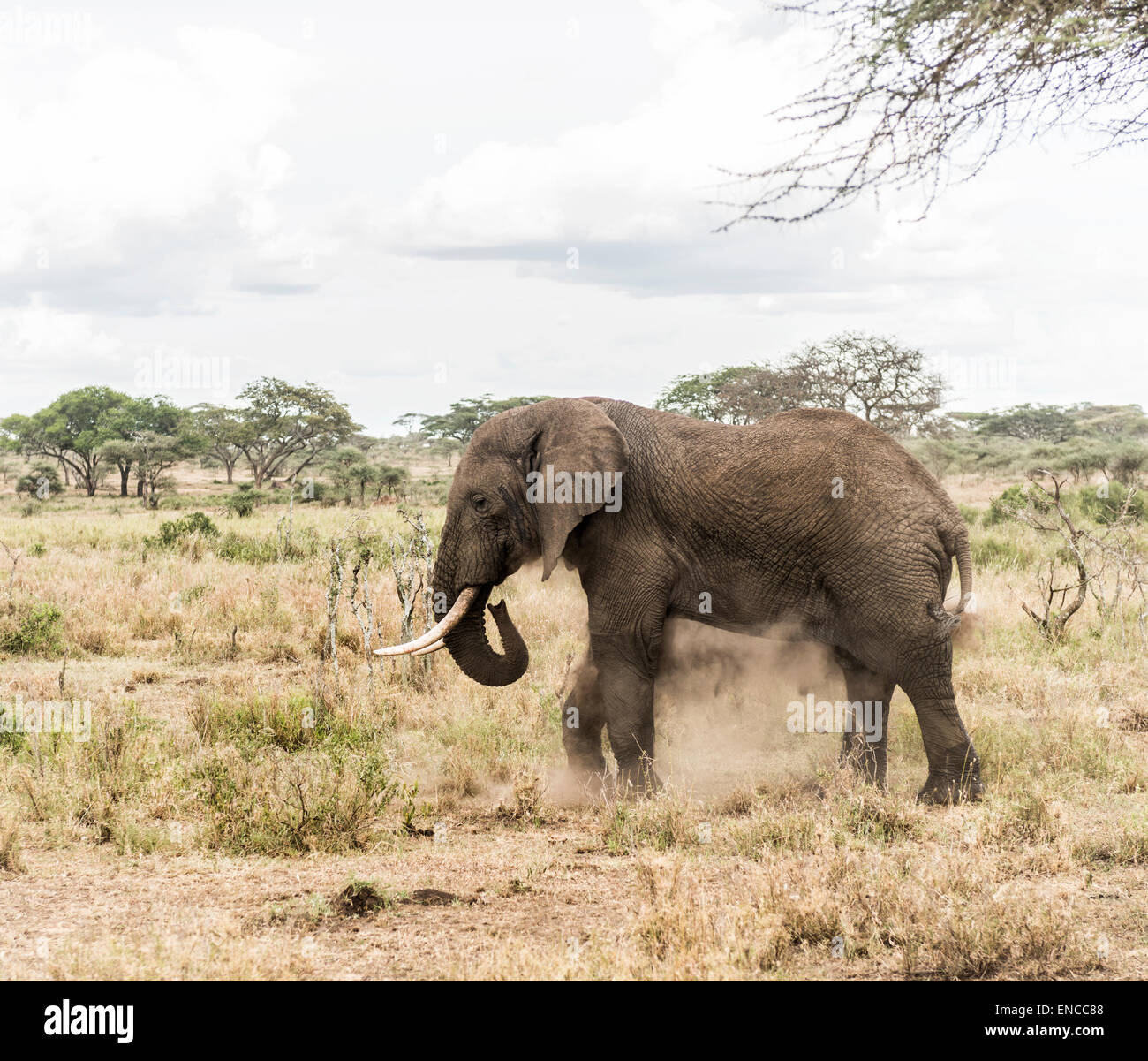 Elephant dust bathing, Serengeti, Tanzania, Africa Stock Photo