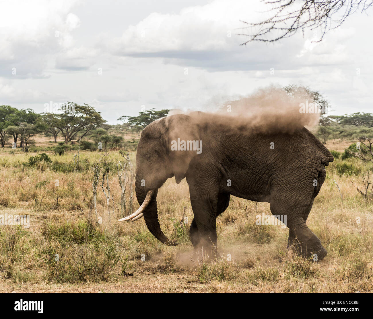 Elephant dust bathing, Serengeti, Tanzania, Africa Stock Photo