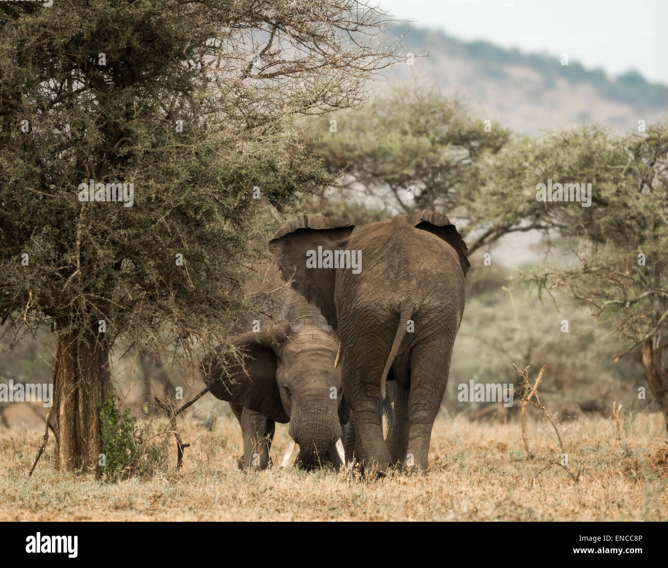 Young elephants playing, Serengeti, Tanzania, Africa Stock Photo