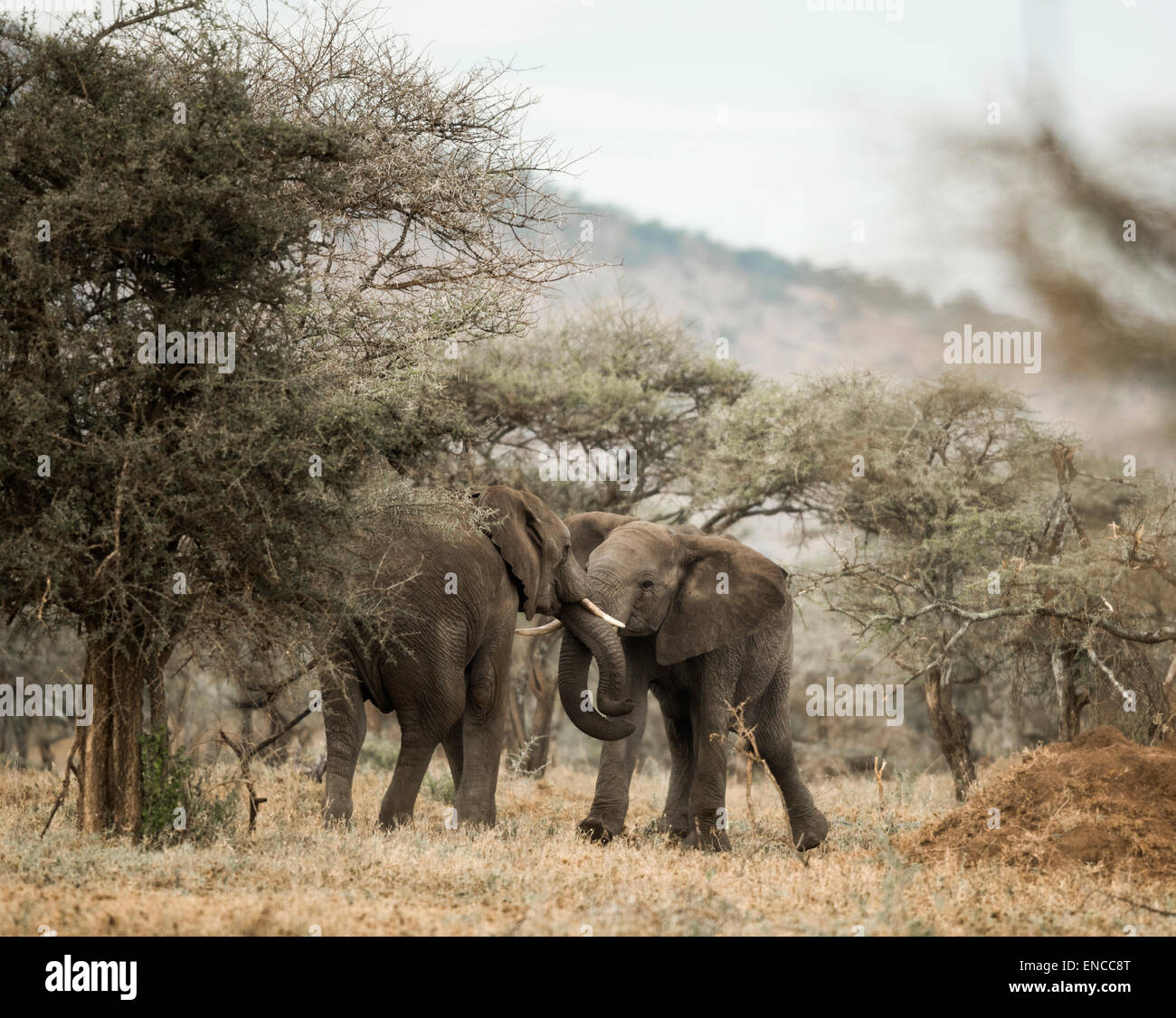 Young elephants playing, Serengeti, Tanzania, Africa Stock Photo