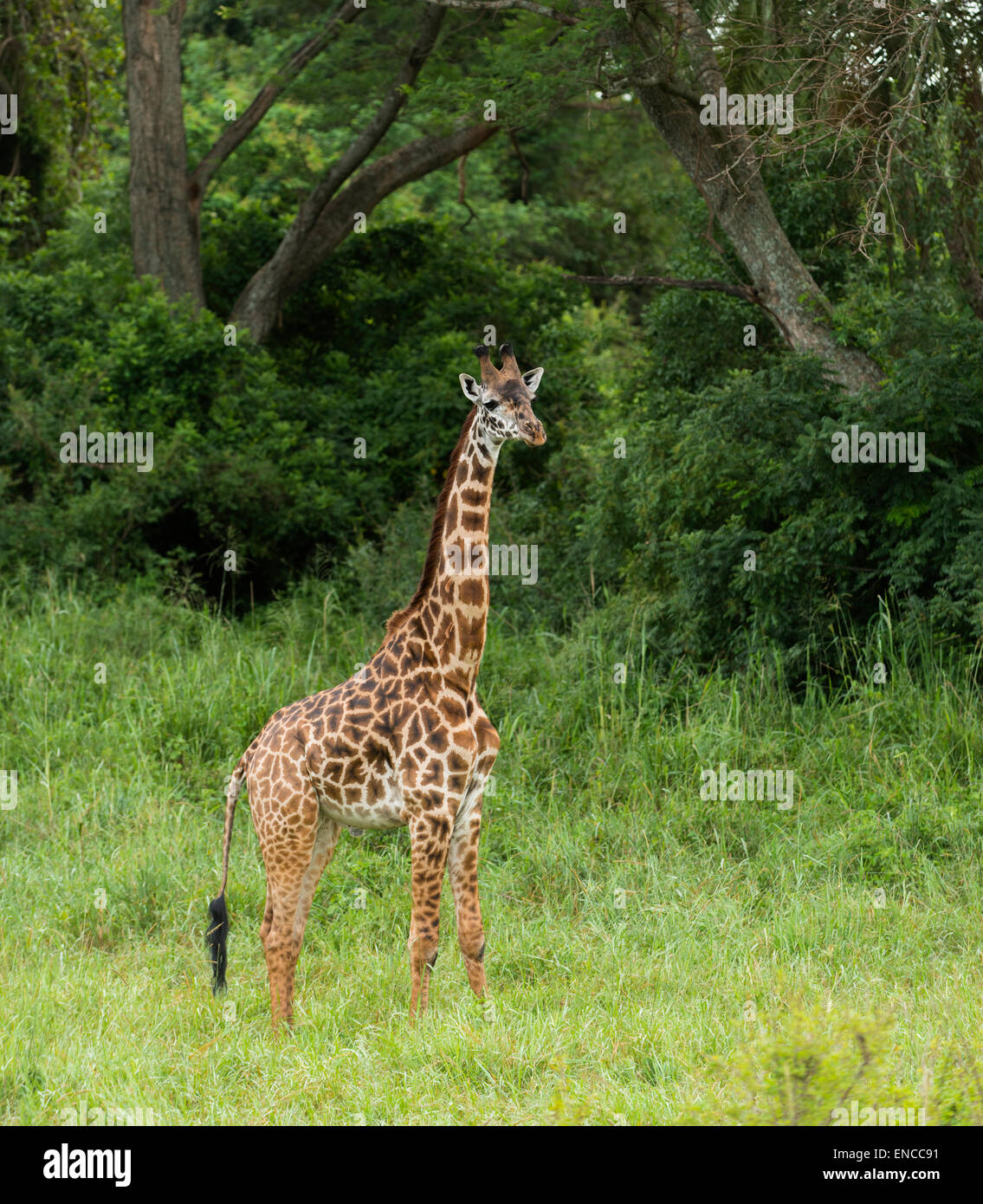 Young giraffe standing, Serengeti, Tanzania, Africa Stock Photo
