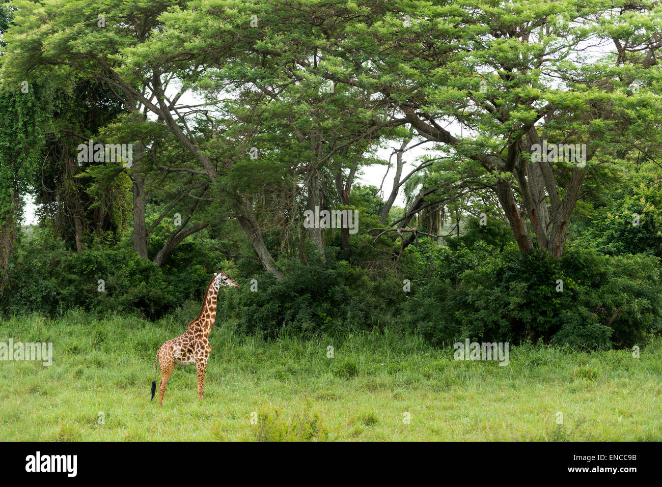 Young giraffe standing, Serengeti, Tanzania, Africa Stock Photo