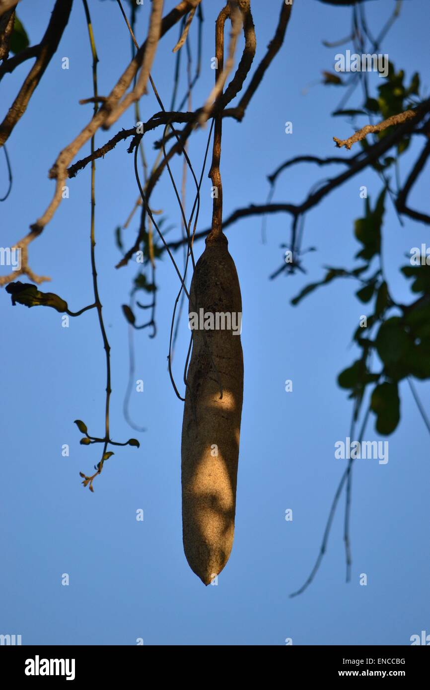 African Loofah Tree Stock Photo