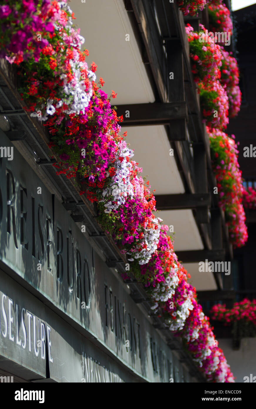 Flowers, Seefeld, Austria Stock Photo Alamy