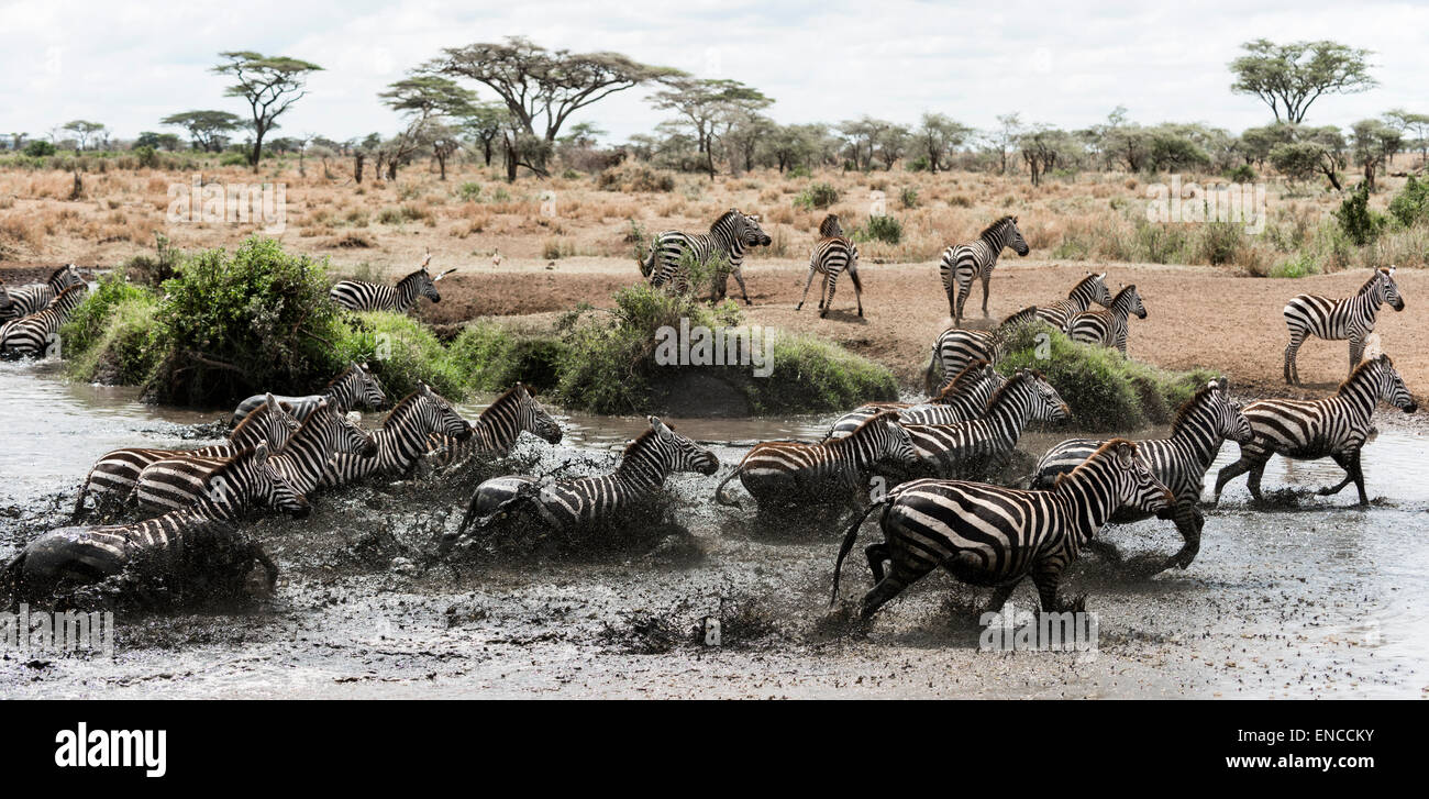 Herd of zebra galloping in a river, Serengeti, Tanzania, Africa Stock Photo
