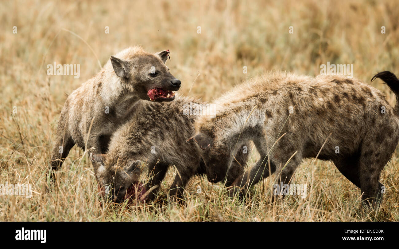 Hyenas, Crocuta crocuta, eating, Serengeti, Tanzania, Africa Stock Photo