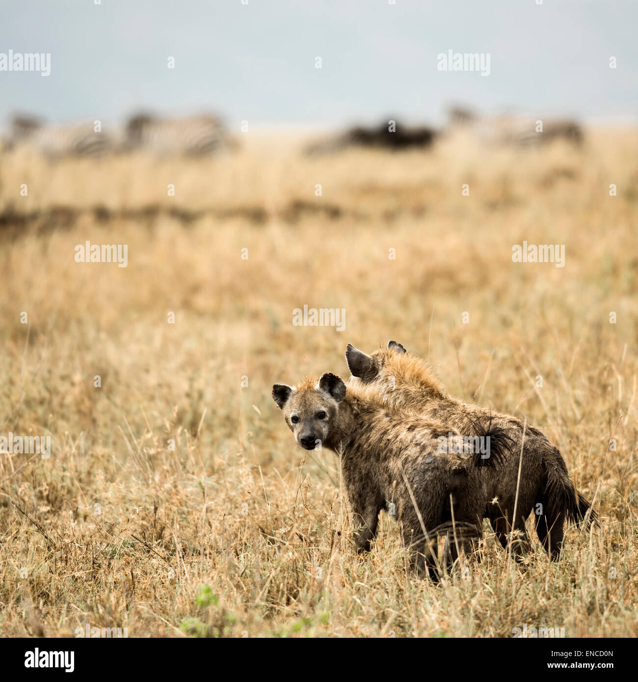 Two hyenas, Crocuta crocuta, standing, Serengeti, Tanzania, Africa Stock Photo