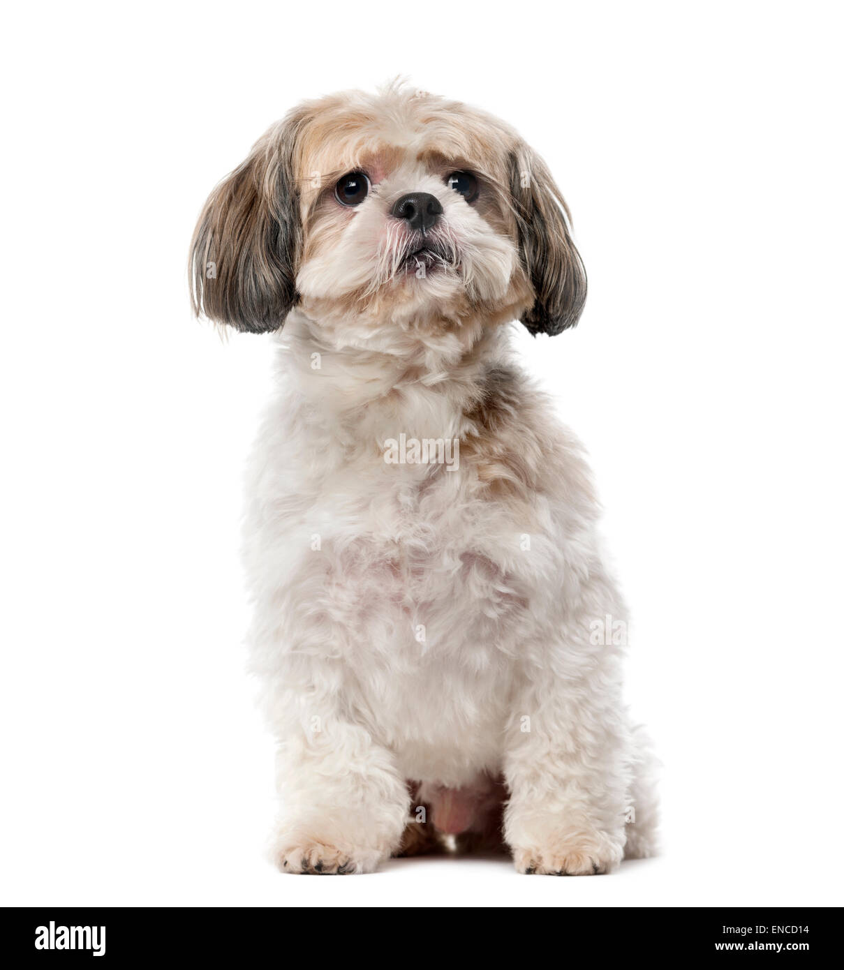 Shih Tzu (8 years old) in front of a white background Stock Photo