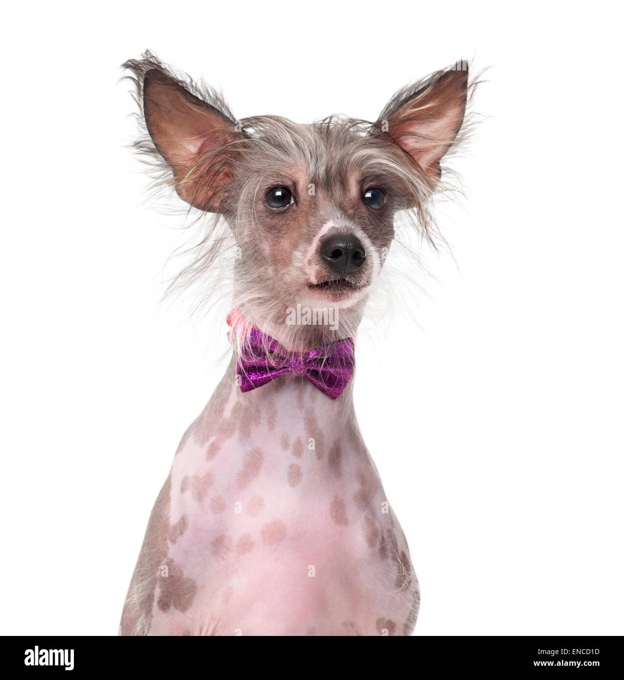 Chinese Crested Dog wearing a bow tie (8 months old) in front of a white background Stock Photo