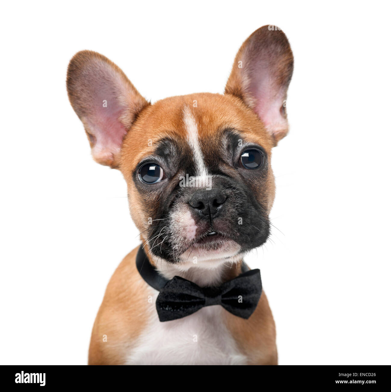 French bulldog puppy wearing a bow tie in front of a white background Stock Photo