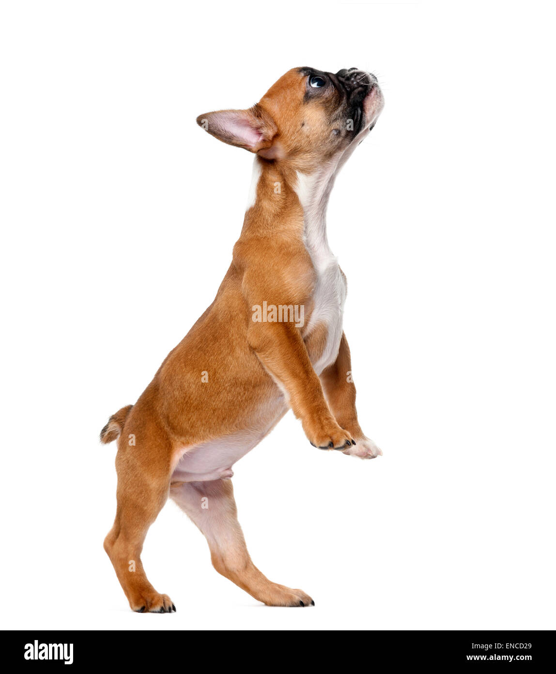 French bulldog puppy standing in front of a white background Stock Photo