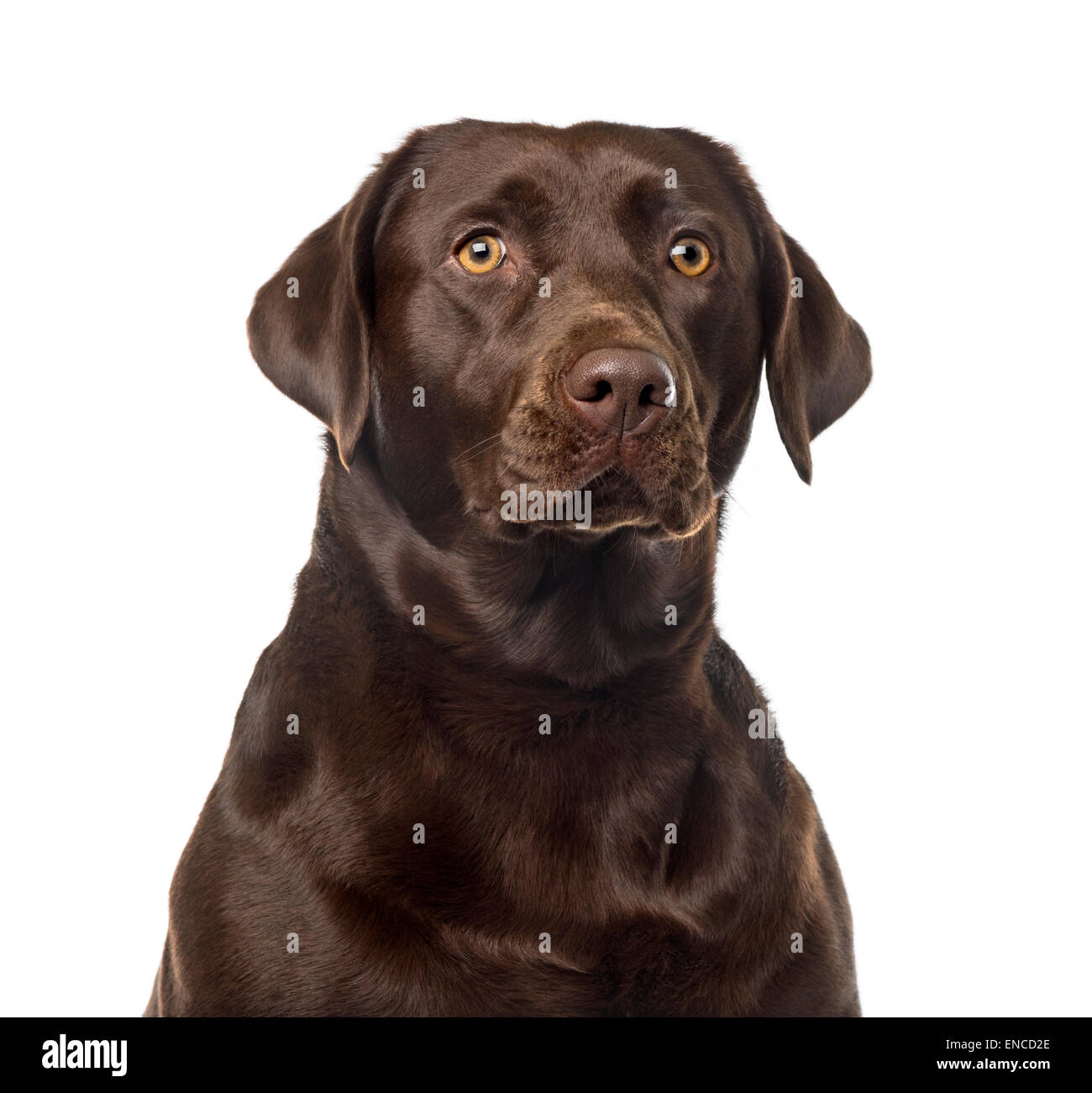 Labrador Retriever 2 years old in front of a white background