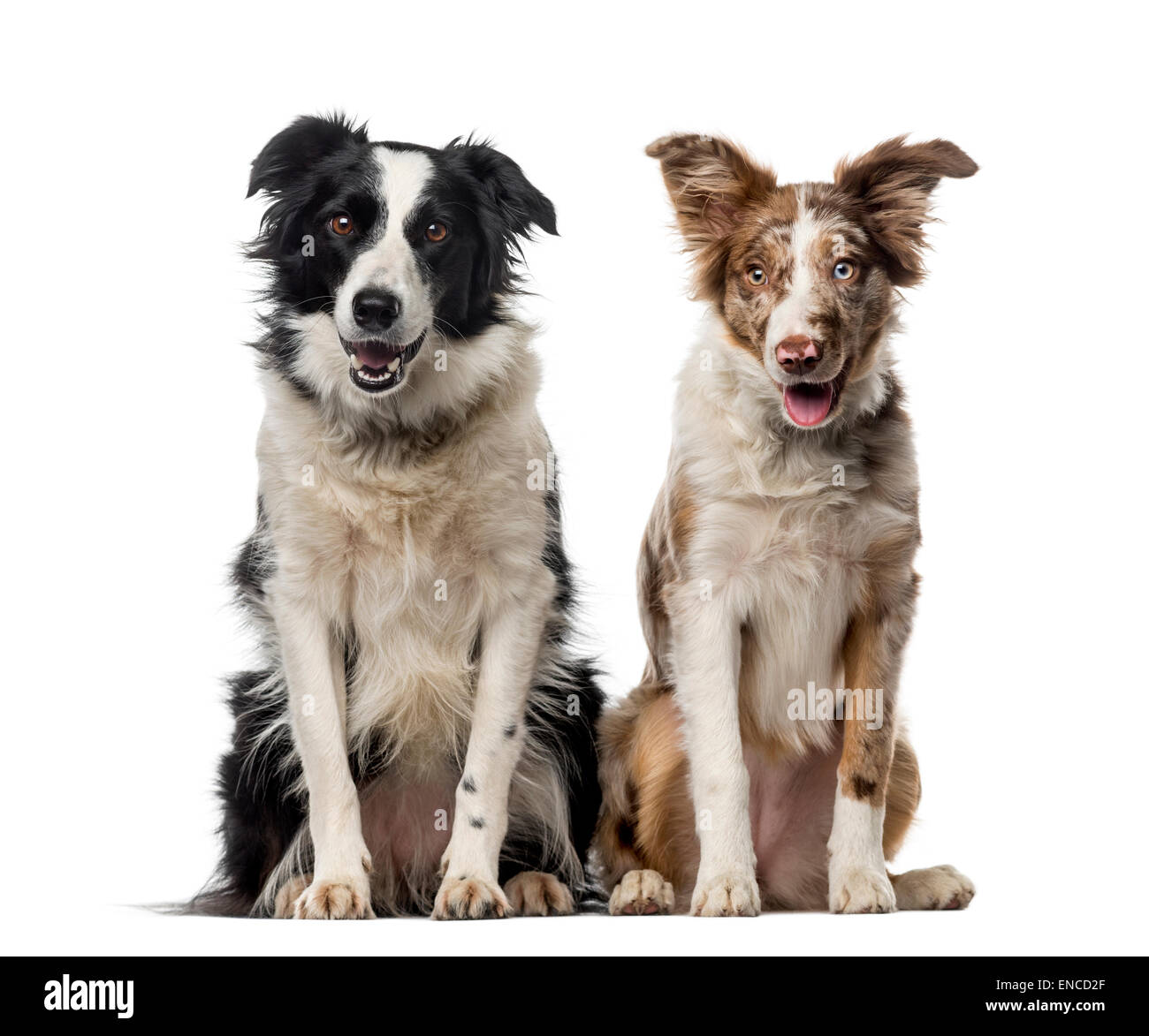 Two Border collies in front of a white background Stock Photo