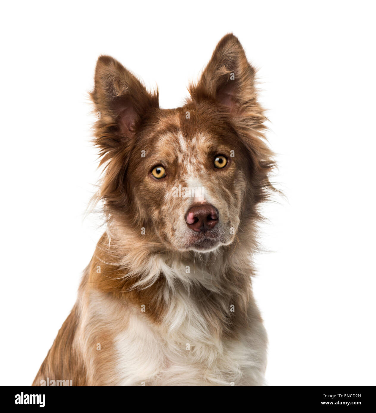Border Collie (15 years old) in front of a white background Stock Photo