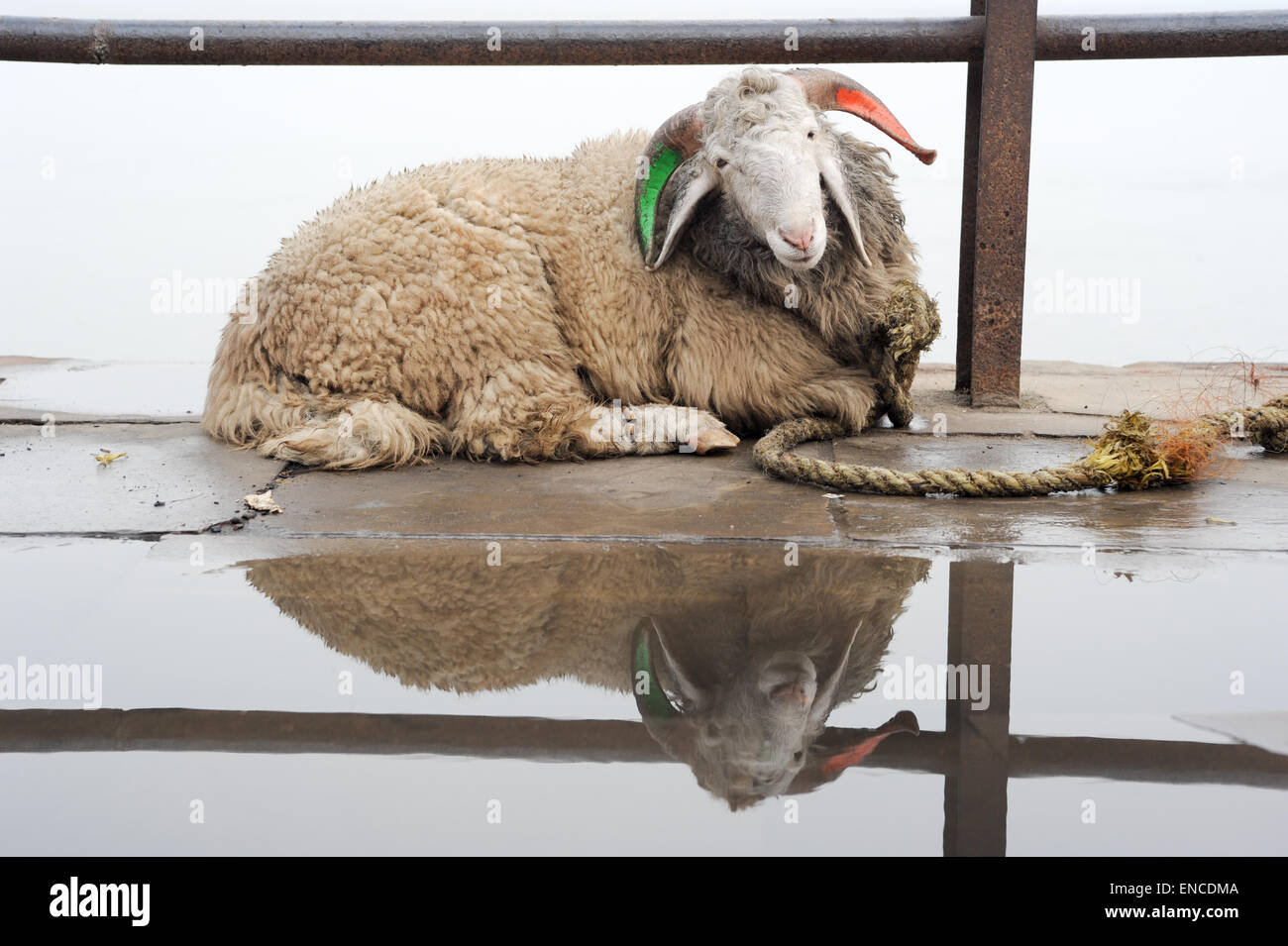 Sheep relaxing on a ghat of Varanasi on India Stock Photo