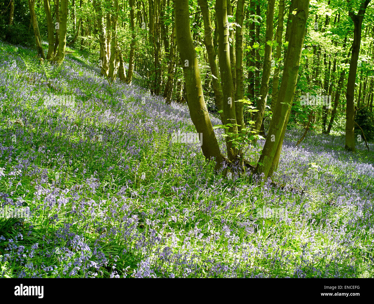 Bluebell Wood, Derbyshire Landscapes Stock Photo Alamy