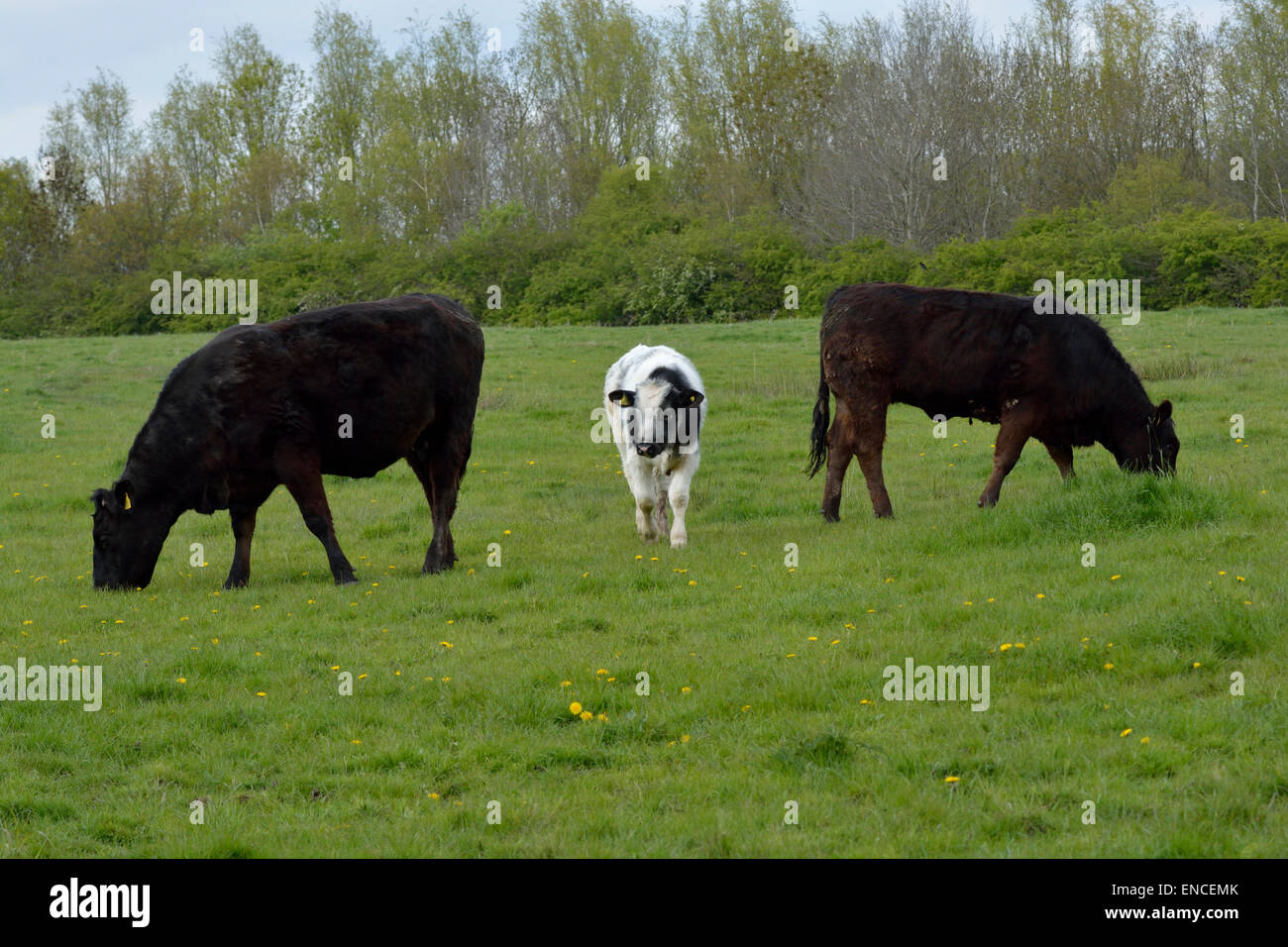 cattle grazing in a field Stock Photo - Alamy