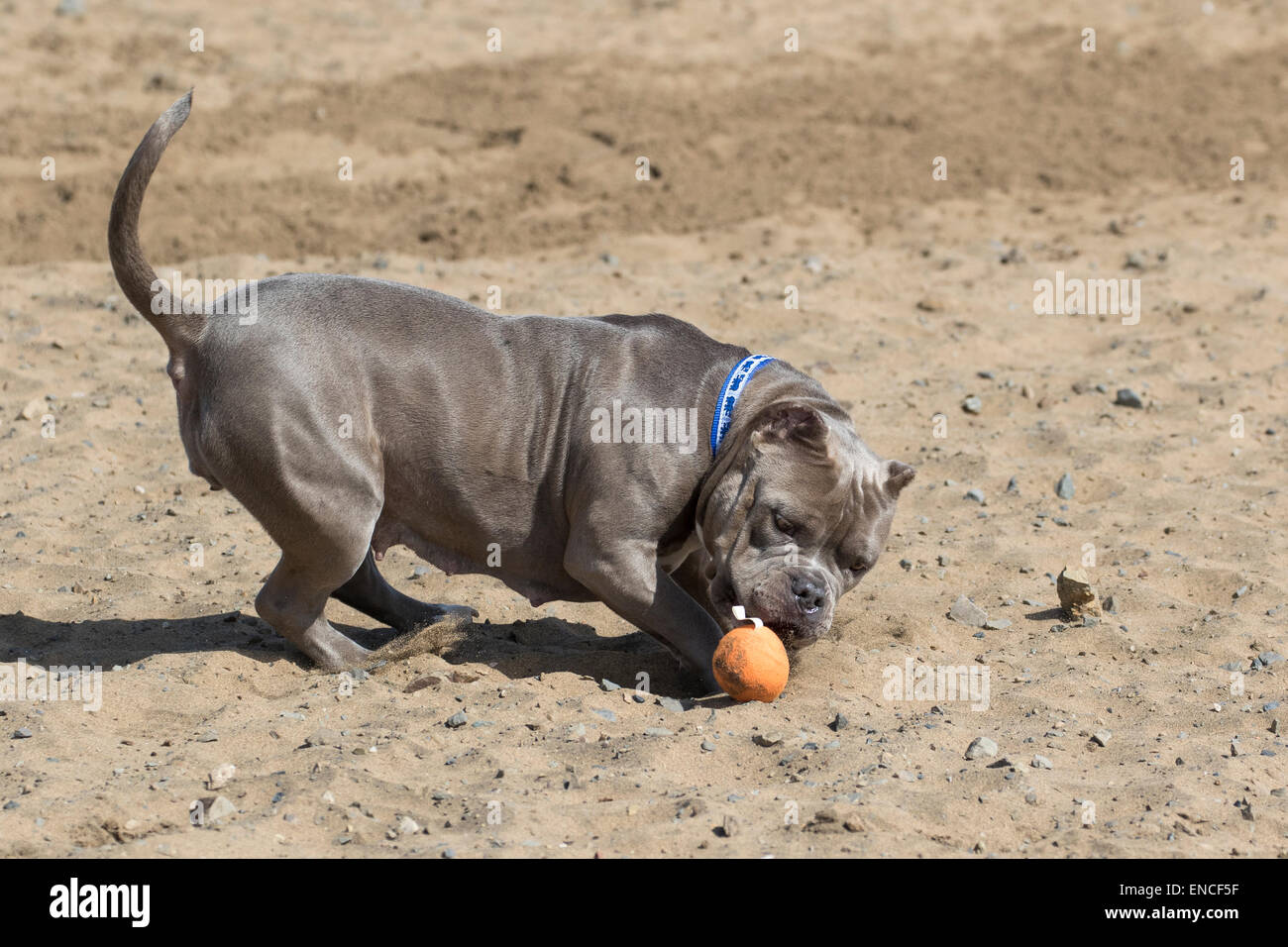 Bully playing in the sand with a ball at the beach Stock Photo