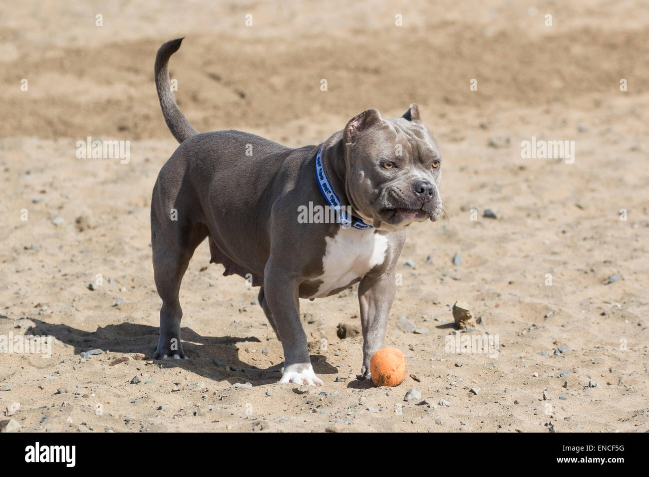 Bully making a face while playing in the sand at the beach Stock Photo