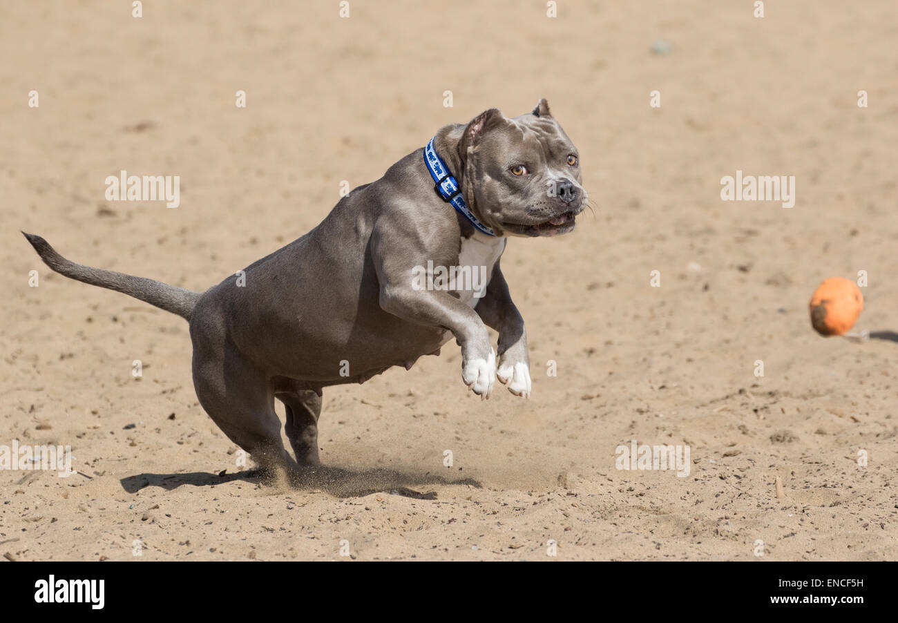 Gray bully breed dog playing in the sand at the beach with a toy Stock Photo