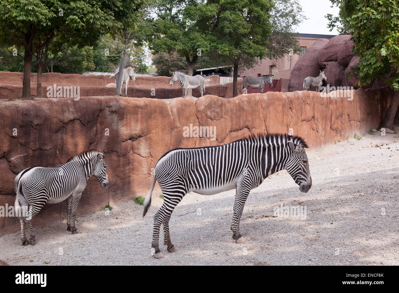 St louis zoo zebra hires stock photography and images Alamy