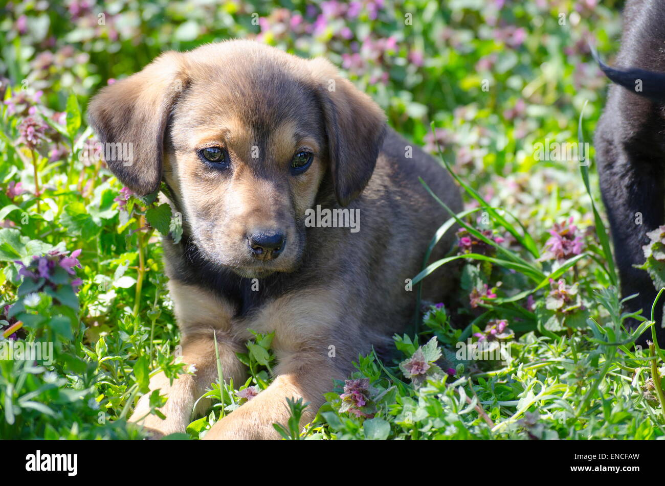 Mix breed puppy among the grass leaves and colorful field flowers Stock Photo