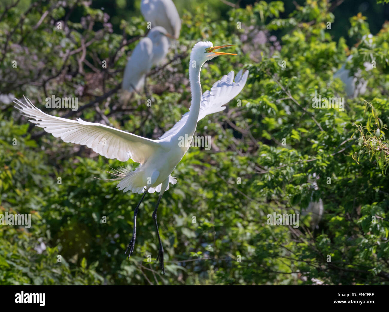 Great egret (Ardea alba) flying at the rookery, High Island, Texas, USA. Stock Photo